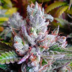 Alien OG (Snippet)