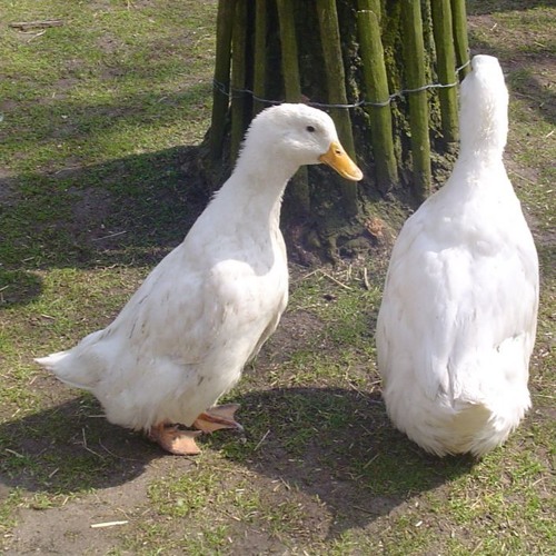 ...thought you said P.M.