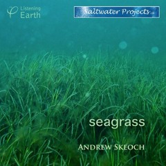 Seagrass 6