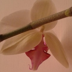 Francesco Colagrande/One Arm - #questforloveremix