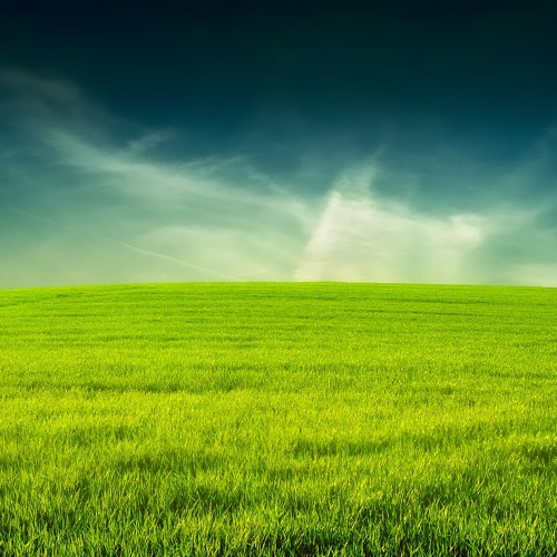 grass