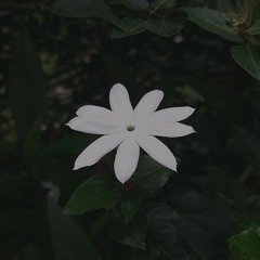 Trời mưa.