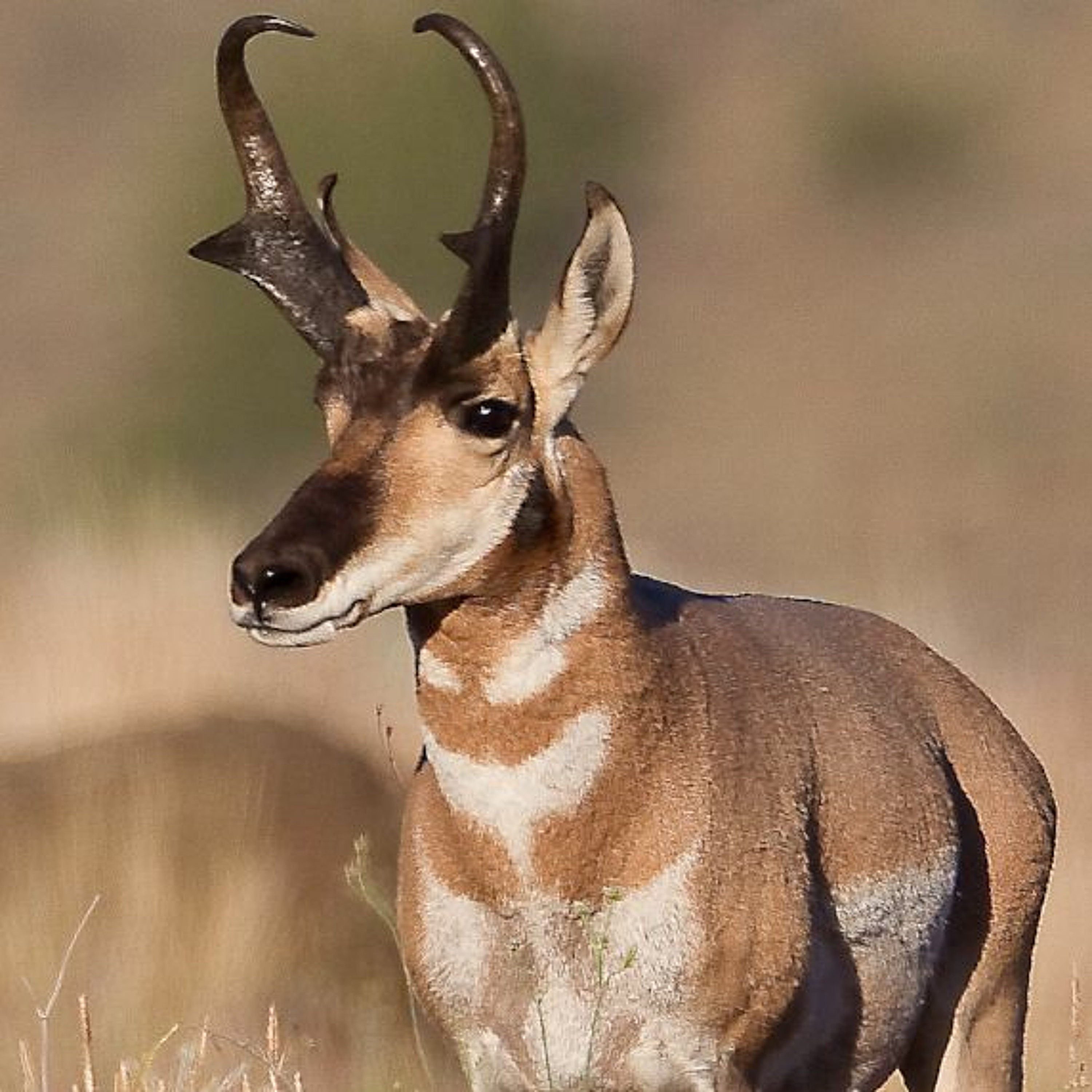 NDOW presents the Nevada Wild Podcast