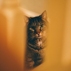 Hyperactive Over-Imagination [Demo]