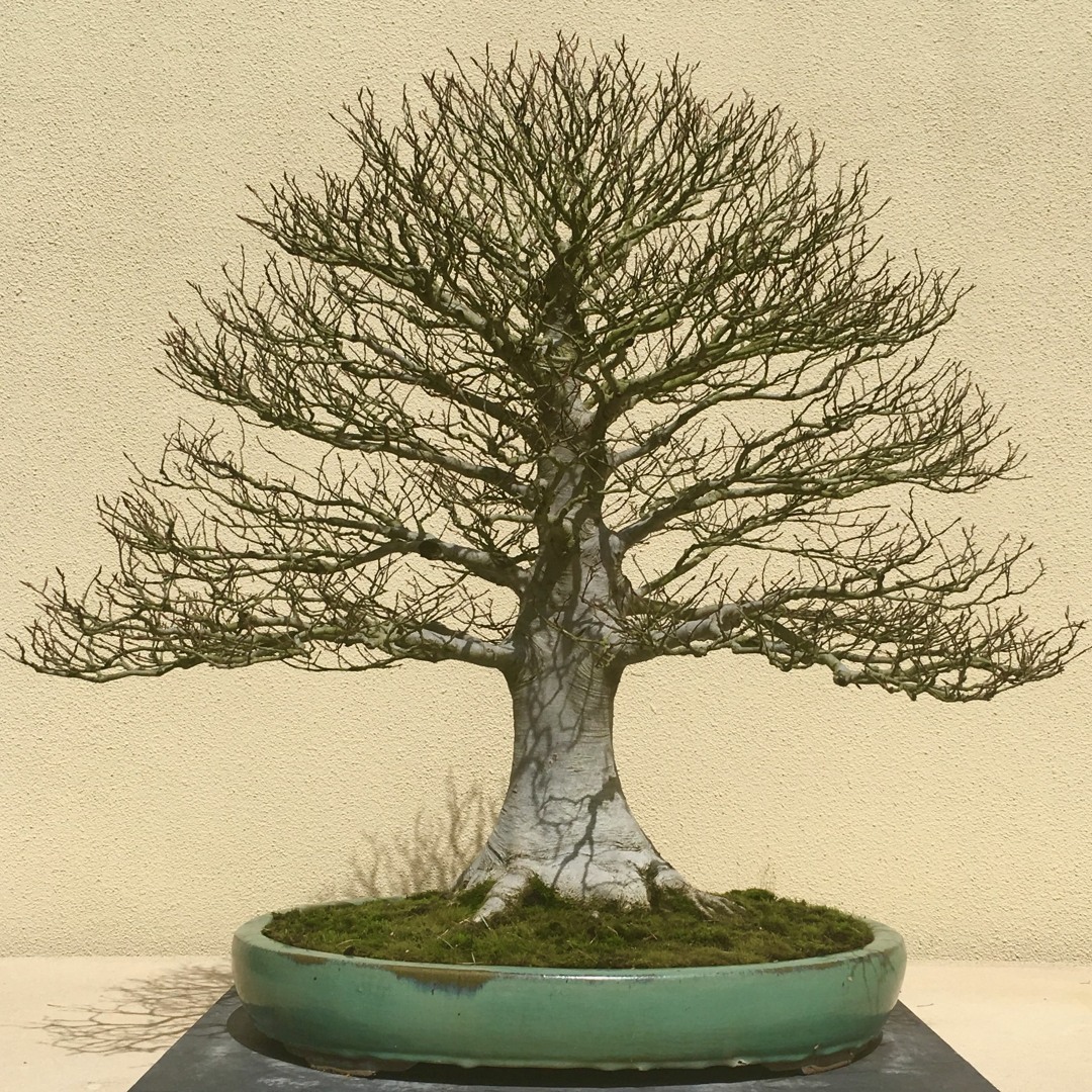 布花 「山のツル豆の木」 4本 約75