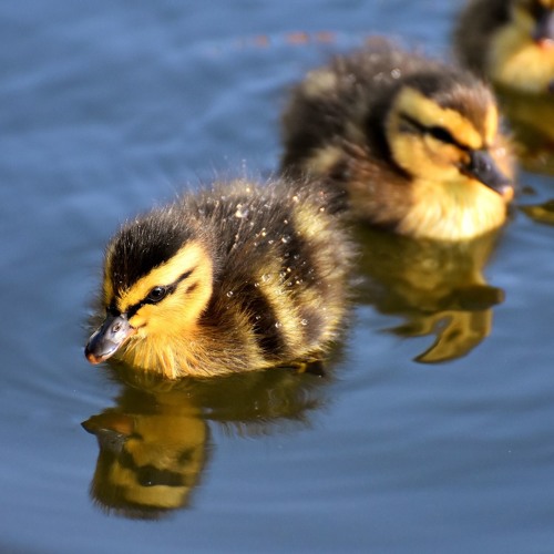 Stream Kevin Macleod - Chee Zee Beach (RoyaltyFree) by Animal-Lovers - Fun Theme Music | Listen online for free on SoundCloud Stream Kevin Macleod - Chee Zee Beach (RoyaltyFree) by Animal-Lovers - Fun Theme Music | Listen online for free on SoundCloud