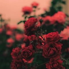 La Vie En Rose ^.^