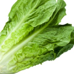 He is Lettuce.
