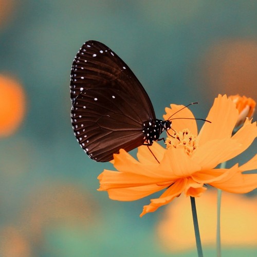 Dwelling In The Present Moment by Laurence Cole
