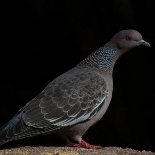 cbra pshr x cbra chrmr - sniks...don't know no sniks...