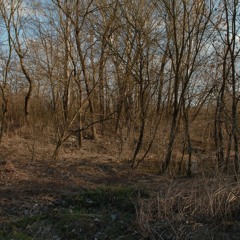 Woodpecker near the river Sava