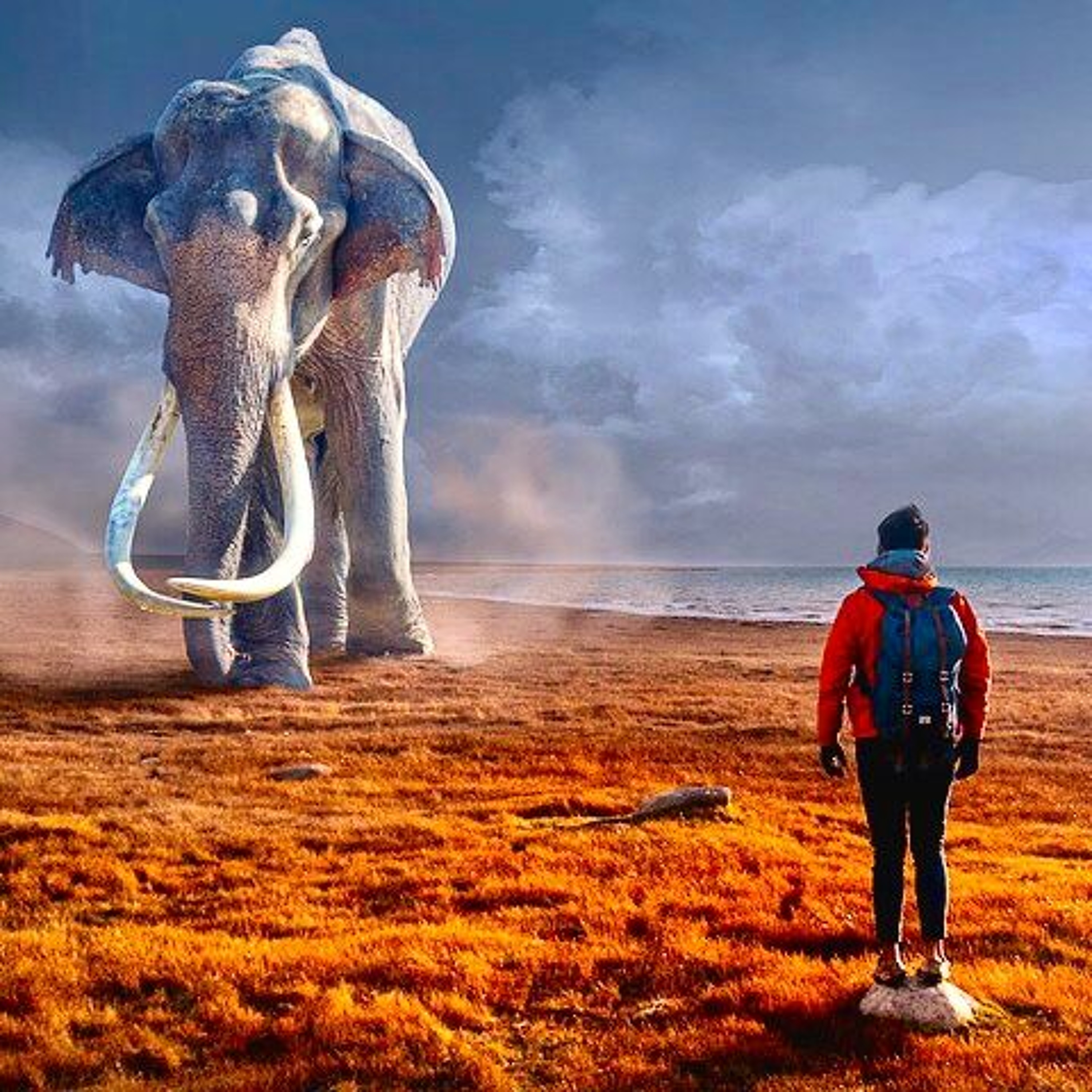 Elephant In The Room episode artwork