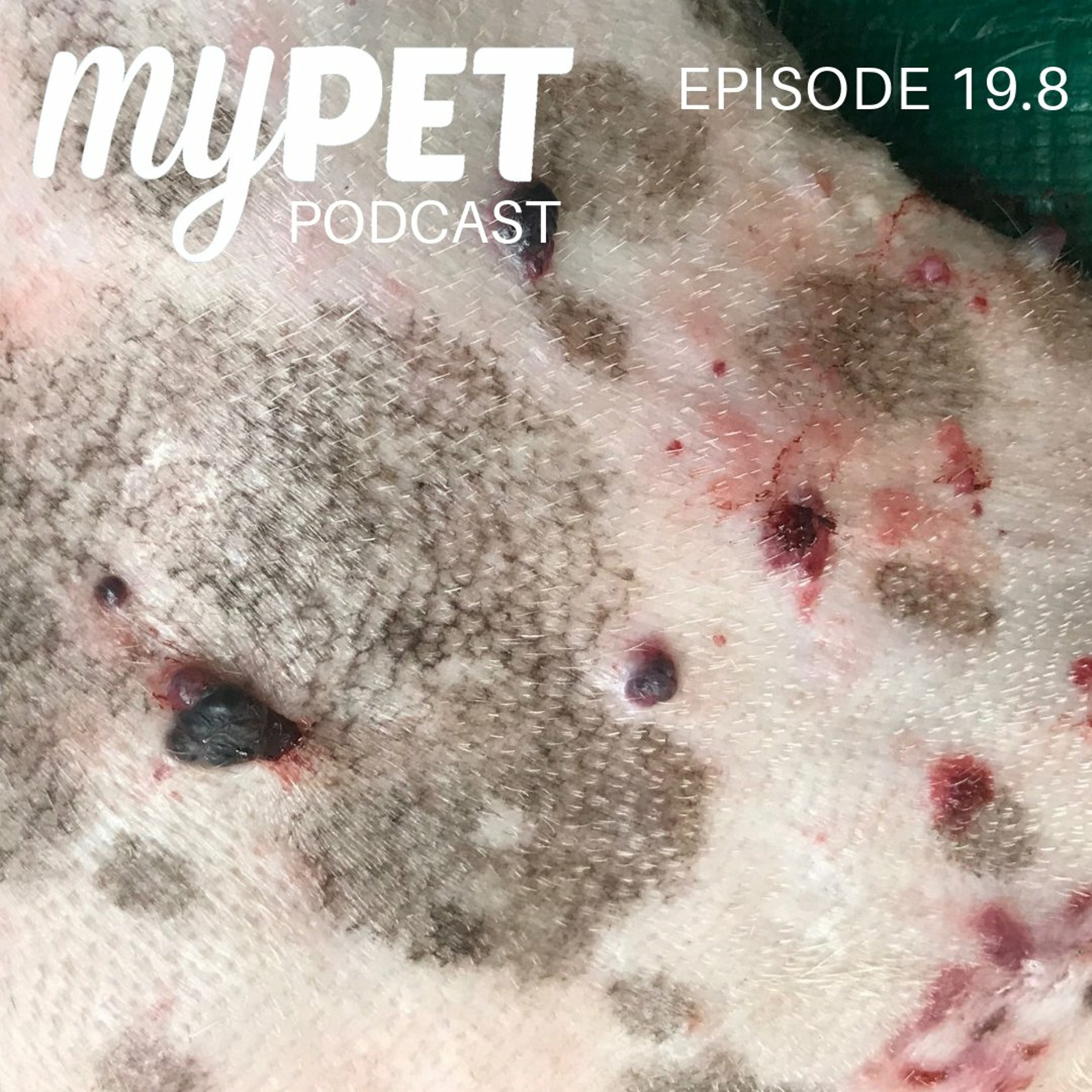 Skin Lumps and Skin Cancers; Dangerous or Not? episode artwork