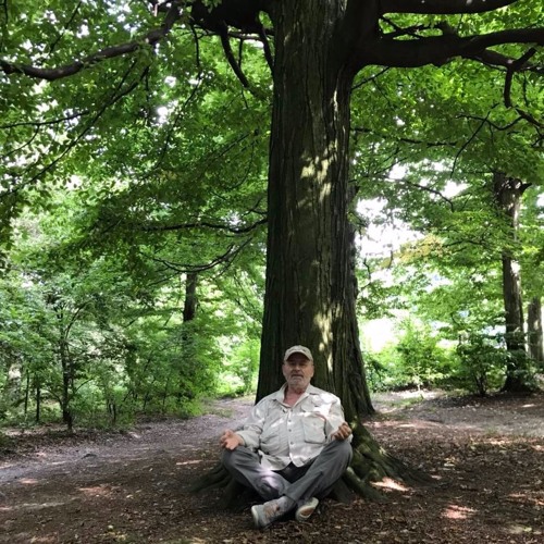 Abu Silg Фикус Бодхи