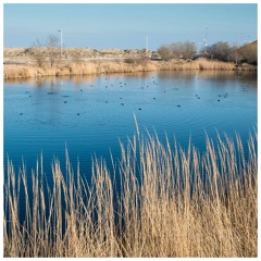 Field Recording of birds on a lake