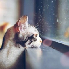 Tháng tư là lời nói dối của em + a little love ( cover ) - cattyle