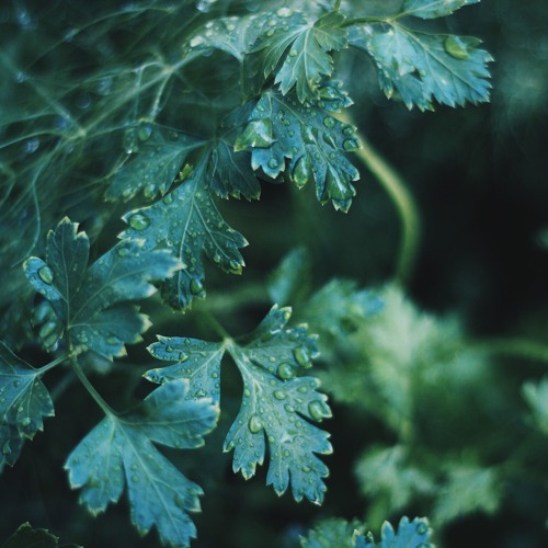 Verilog - May Rain (Extended)