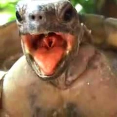 I Be Turtlin