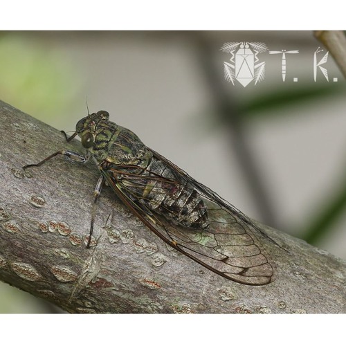 Shaman Cure-All - Tuk Tuk Boshi