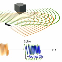 Echolocation (with Kukuruz Quartet)