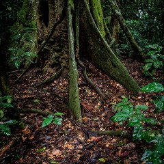 Congo Basin - Dense Secondary Rainforest - Evening - Loud And Eerie