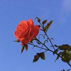 Akal young - Bangers don"t die if you really take a look