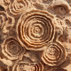 12 Desert Roses