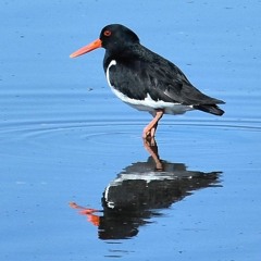 Tjaldur Ver Væl Komið