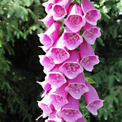 How flume use white noise (say it, lose it) examples