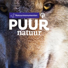 Puur Natuur: Boswachter Mirte Kruit over de wolf in Nederland