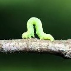 Crawling In My Crawl