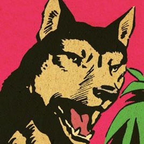 wild dogs