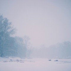 Smothered (naviarhaiku270)