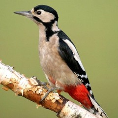 Greater Spotted Woodpecker and other dawn birds UK