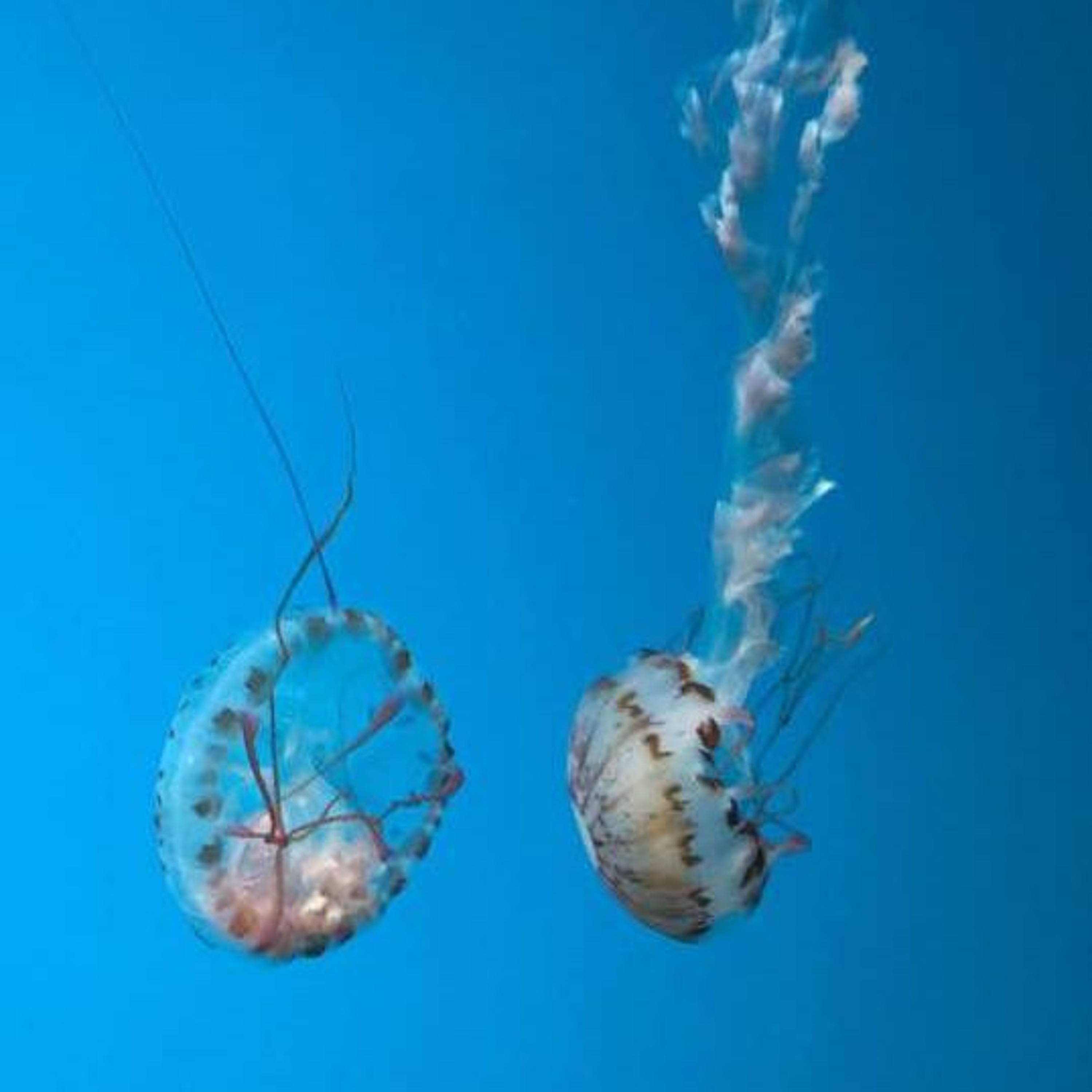 jellyfish dreams episode artwork