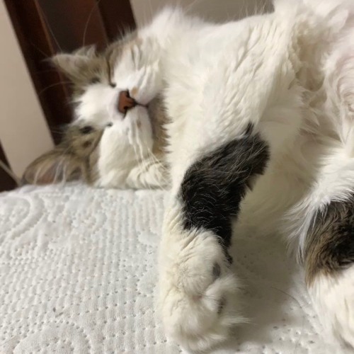 두식이에겡(A Letter To My Cat)