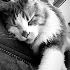 Kitten