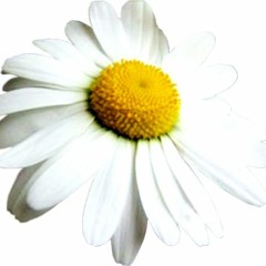 Ромашка Белая - Русская Народная Песня. Зомбимикс