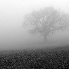 The Dying Of The Light (Guitar Cover - Instrumental Only)