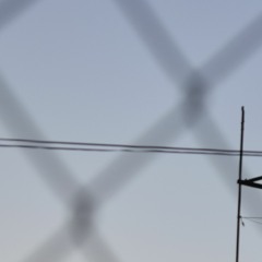 false faces [prod.cbakl]