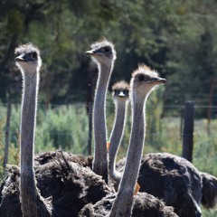Crossbred Ostriches (Prod. Yondo)
