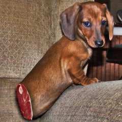 Wiener - Scnhitt