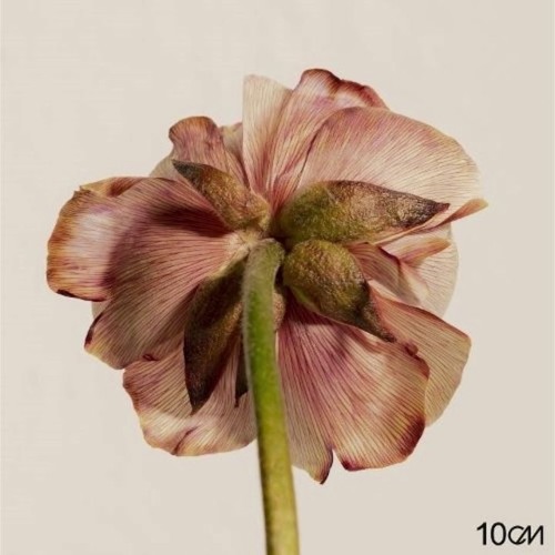 10cm _  그러나 (However)