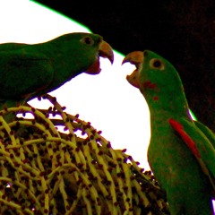 papagaios - 09:03:2019