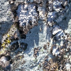 Lillar-D (2018) - for 12 instruments