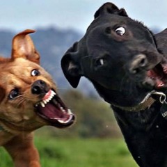 Female Dog Fight