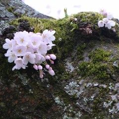 Blossom & Fade