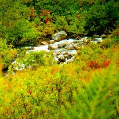 Stream & Bird Sounds for Relaxation (75 Minutes)