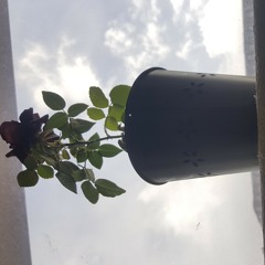 Say Goodbye- BlaQ and Heinzworth