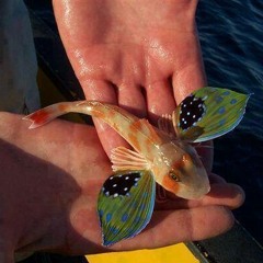 Flying Fish  <°))))><